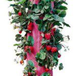 Topsy Turvy Strawberry Planter