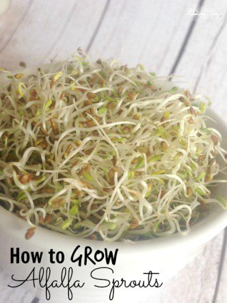 Guide: How to Cultivate Alfalfa Sprouts
