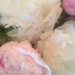 Peony Flowers