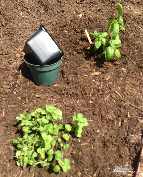 Planting Herbs in a Garden