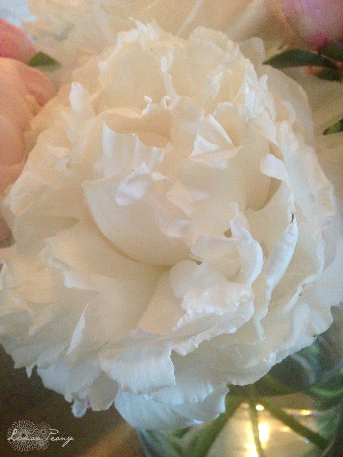 White Peonies