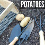 How to Plant Potatoes for Spring