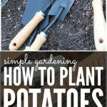 How to Plant Potatoes for Spring Simple Gardening