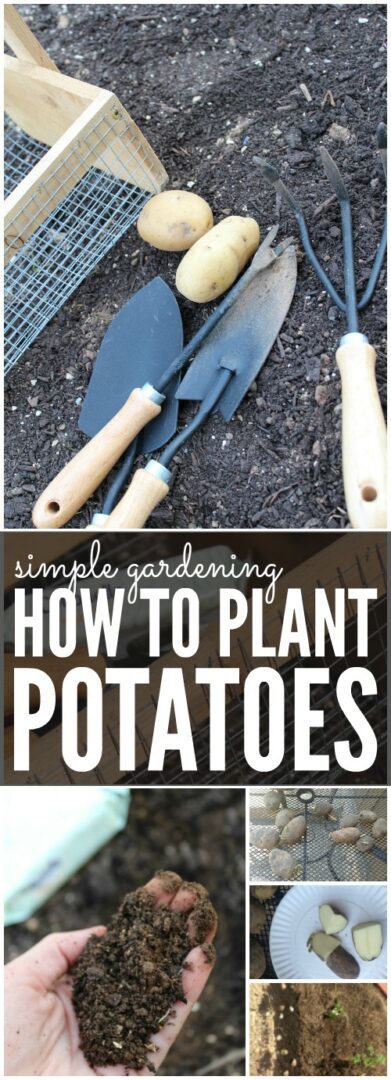 How to Plant Potatoes for Spring Simple Gardening