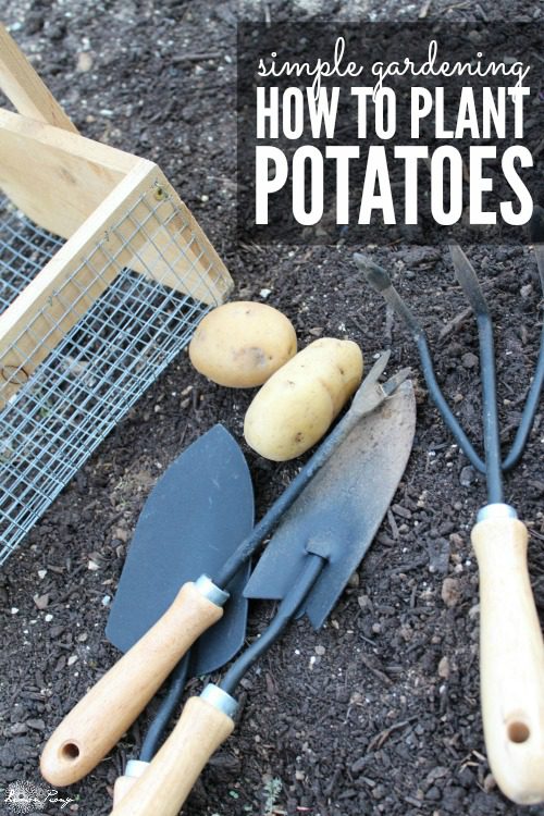 How to Plant Potatoes for Spring