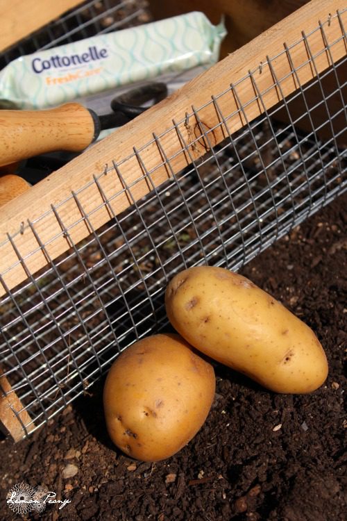 Planting Potatoes