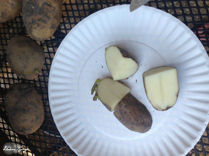 A paper plate with tips on how to plant potatoes.