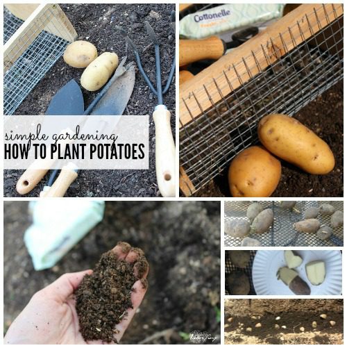 How?Many Potatoes Per Plant Grow a Farmer