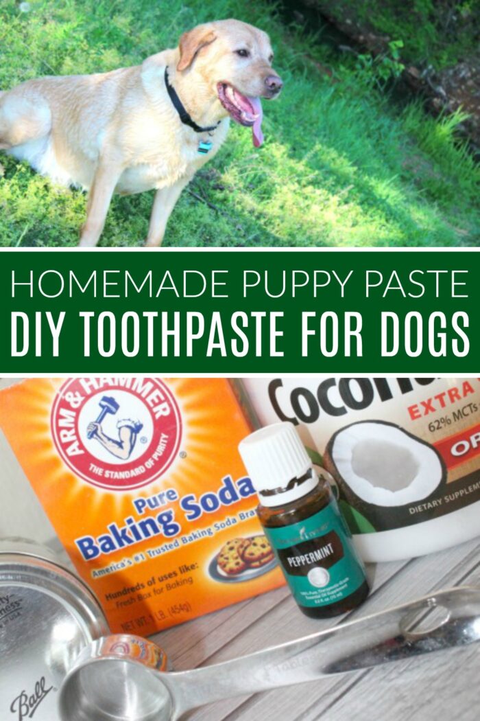 Homemade puppy paste DIY Toothpaste for Dogs.