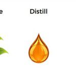 seed to seal