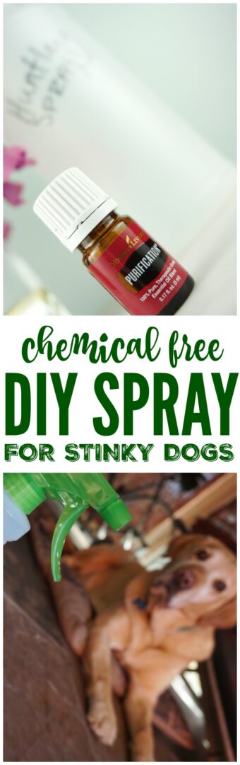 If your dog LOVES to be outside, you need this DIY Spray for Stinky Dogs! It's a LIFESAVER when you want your home smelling fresh and not like outside! 