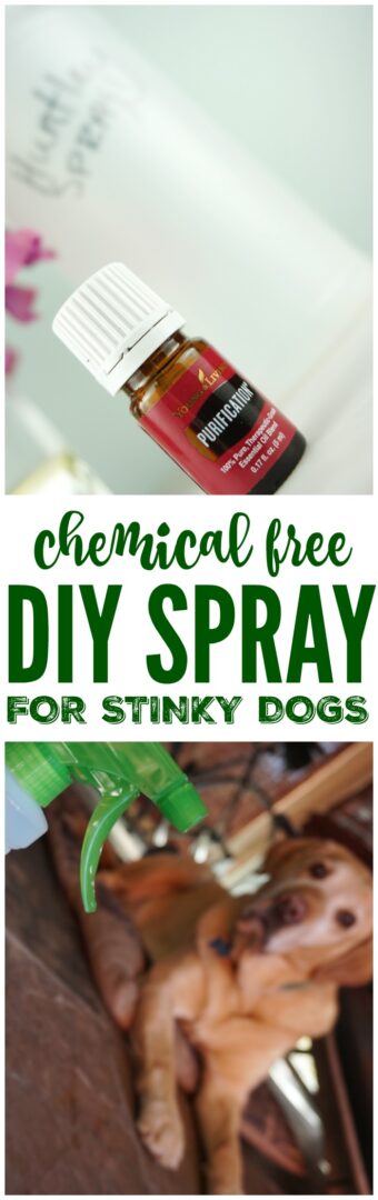 Stinky dog outlet spray essential oils