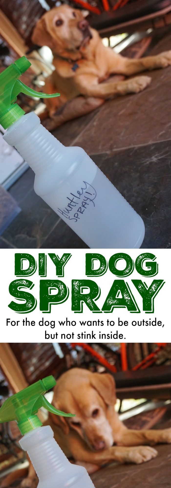 If your dog LOVES to be outside, you need this DIY Spray for Stinky Dogs! It's a LIFESAVER when you want your home smelling fresh and not like outside! 