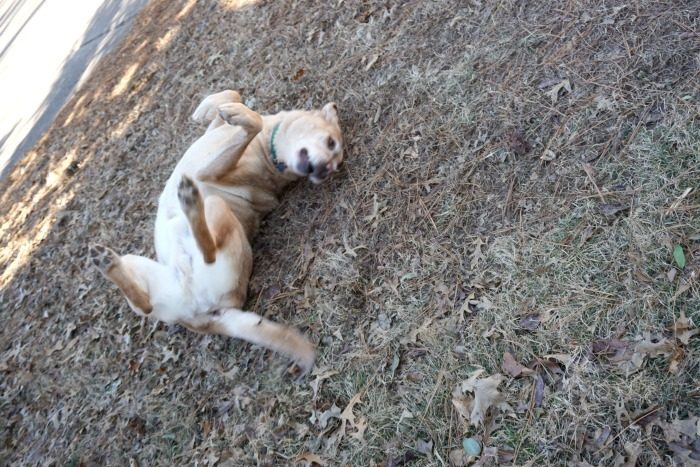 A dog rolling on its back in the grass after a DIY spray for stinky dogs.