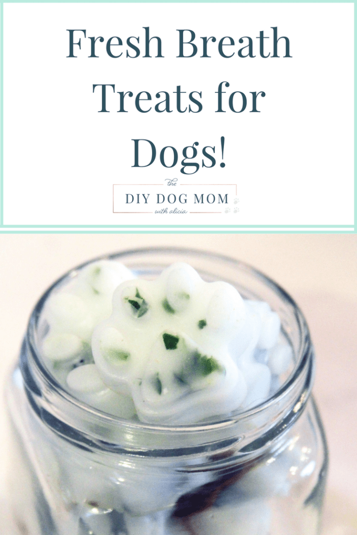 DIY Homemade Fresh Breath Treats for Dogs