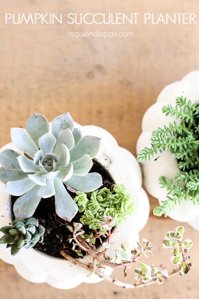 How to Make Fall Succulent Planters