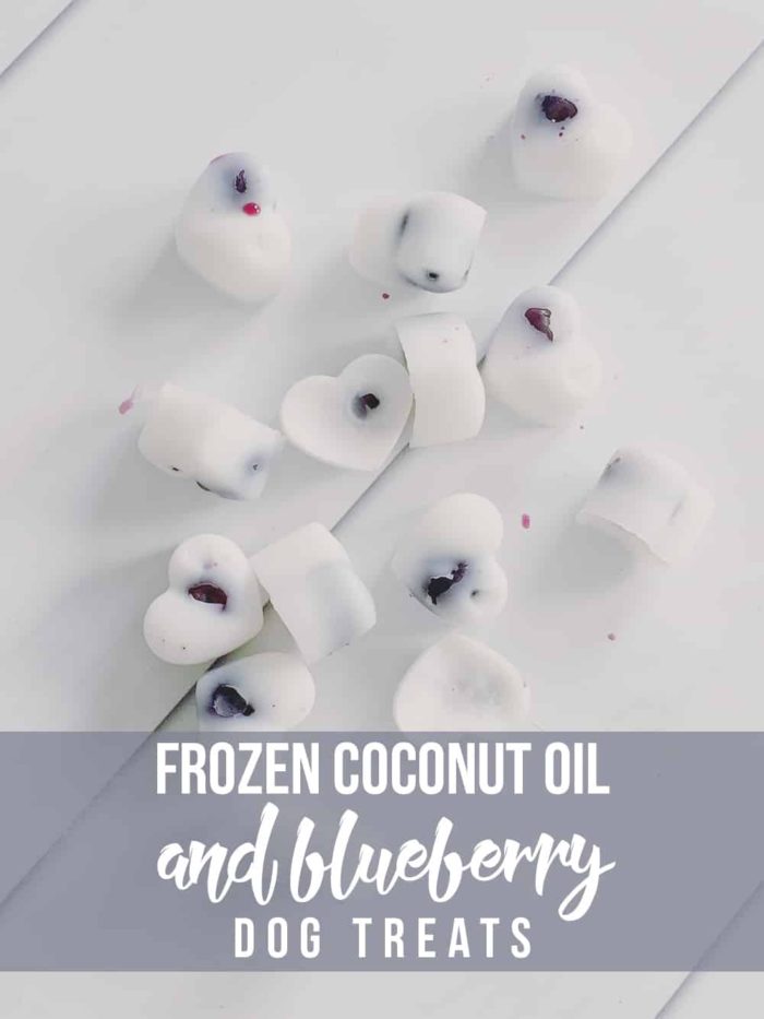 Frozen coconut oil and blueberry dog treats.